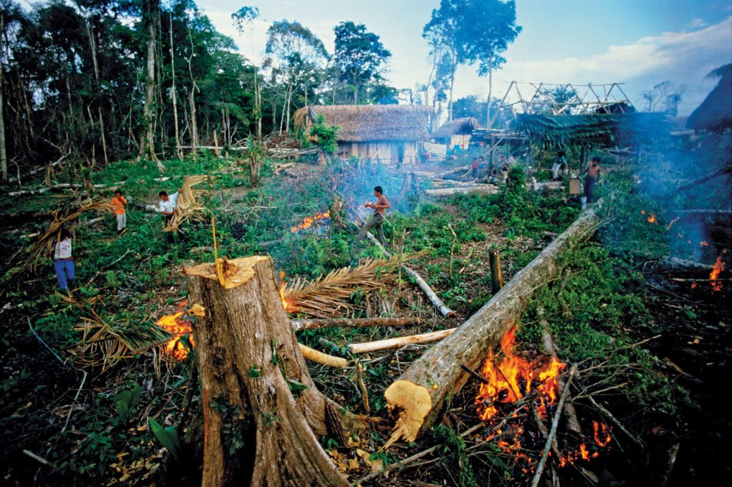 What Are The Causes Of Destruction Of Natural Vegetation