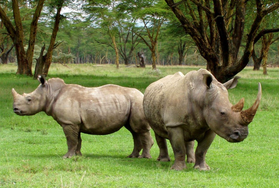 Help protect rhinos from extinct NationofChange