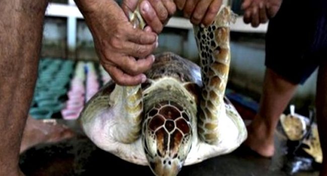 stop-the-illegal-poaching-of-sea-turtles-nationofchange