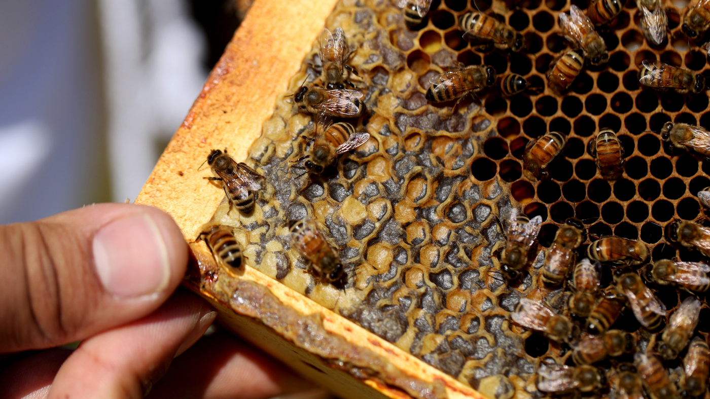 2020-2021 Honey Bee Colony Loss Second Highest On Record - NationofChange